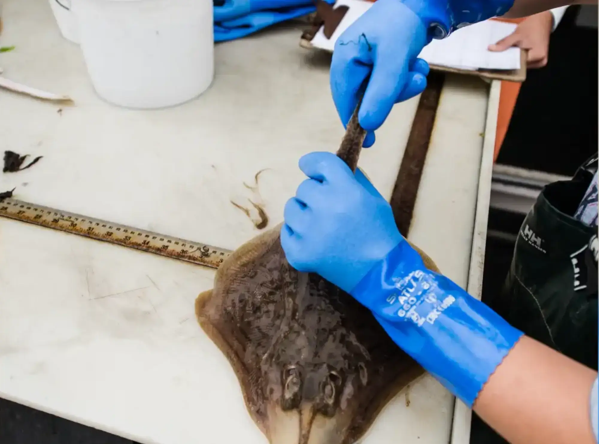A person in blue gloves cutting something with scissors.